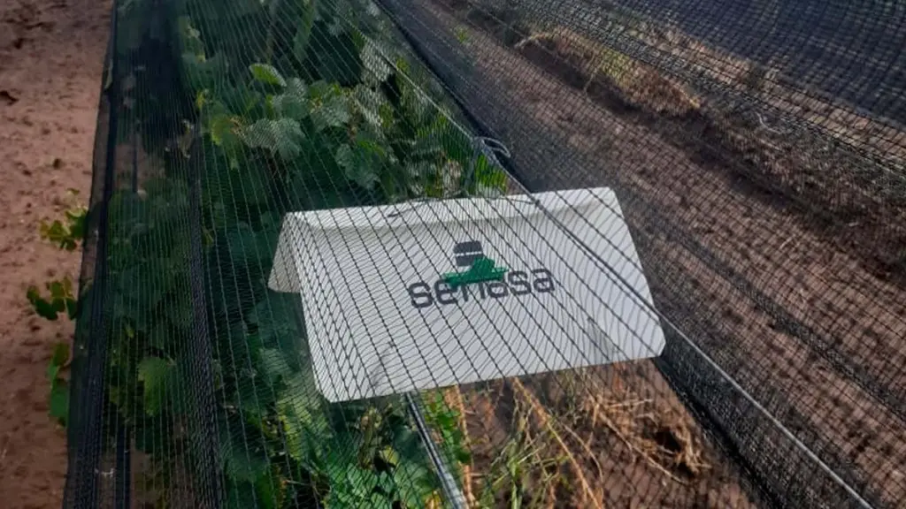 Dlaczego argentyńscy winiarze montują białe pułapki co kilkaset metrów