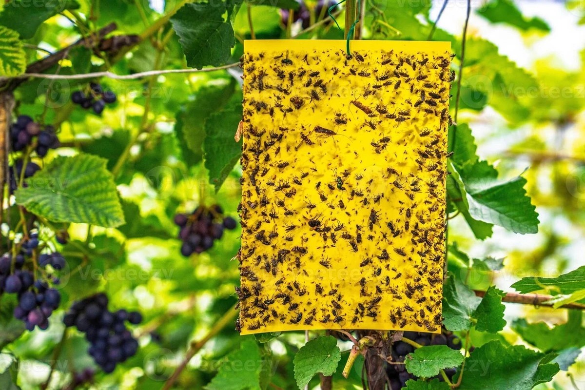Dlaczego argentyńscy winiarze montują białe pułapki co kilkaset metrów - image 1