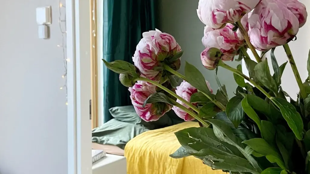 Dlaczego bukiet piwonii na stole to dla wielu większy luksus niż nowy iPhone