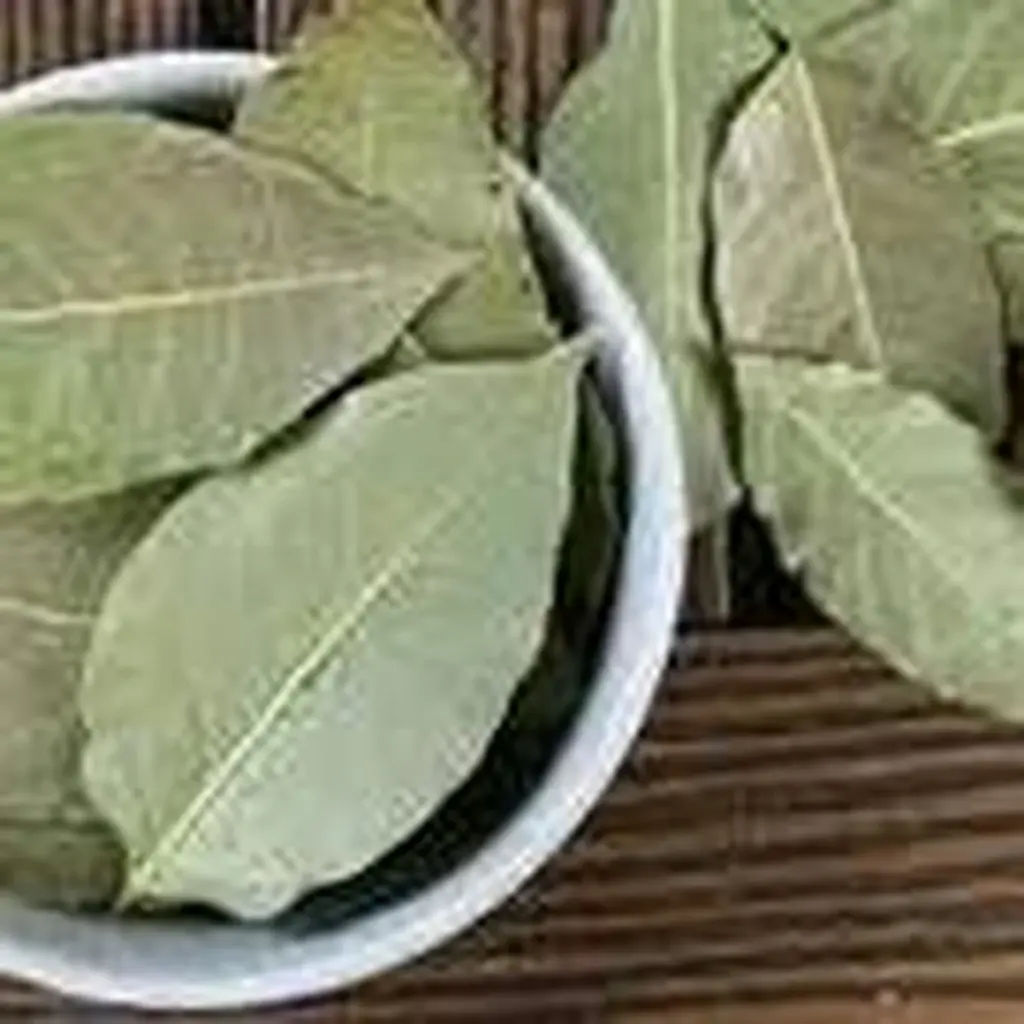 Dlaczego doświadczeni ogrodnicy zawsze wkładają liść laurowy do doniczki