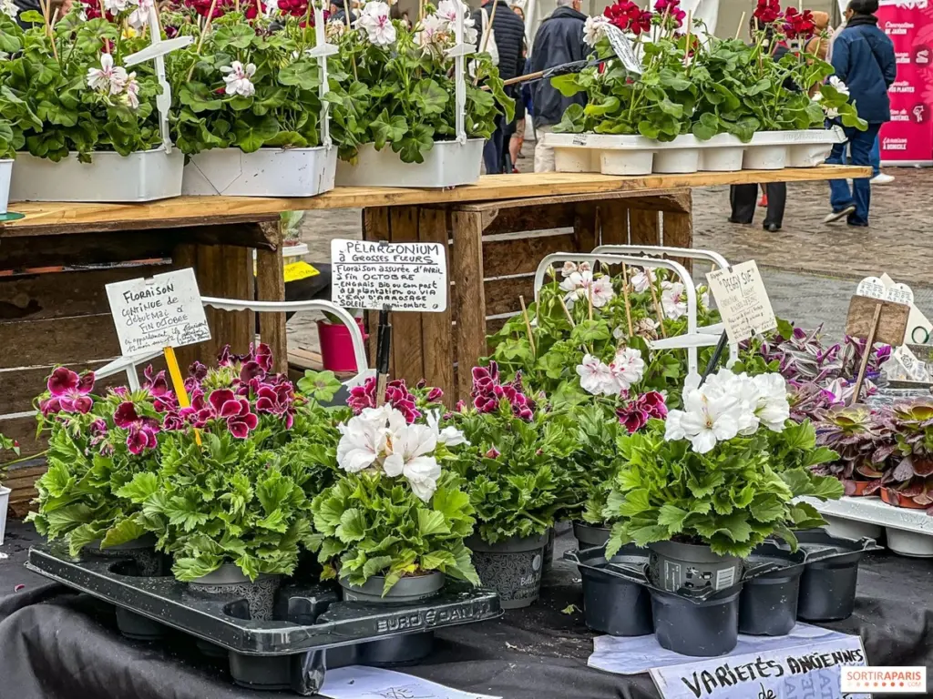 Dlaczego doświadczeni ogrodnicy wybierają ten jeden weekend na wizytę w Montfort l’Amaury