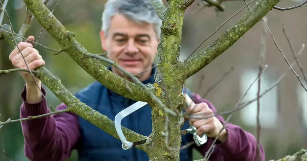 Dlaczego doświadczeni sadownicy zawsze przycinają te trzy drzewa w lutym