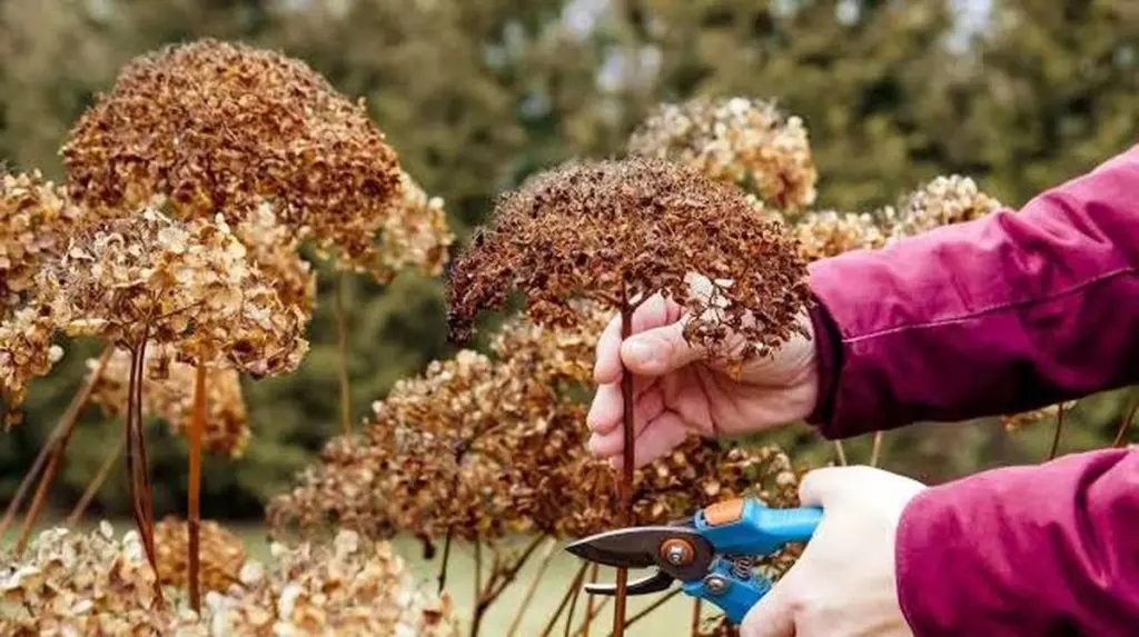 Dlaczego doświadczeni ogrodnicy tną hortensje tylko nad drugim pąkiem