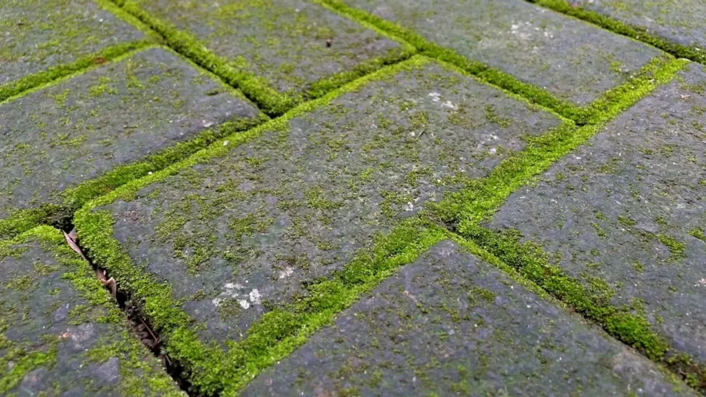 Dlaczego doświadczeni ogrodnicy wylewają szare mydło na kostkę brukową