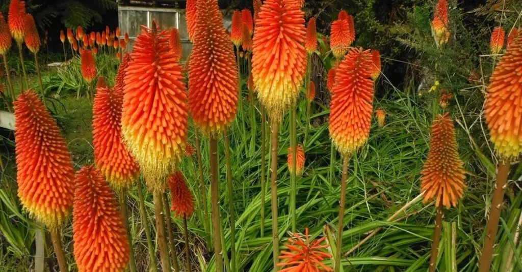 Dlaczego doświadczeni ogrodnicy sadzą knifofię przy ścieżkach do domu