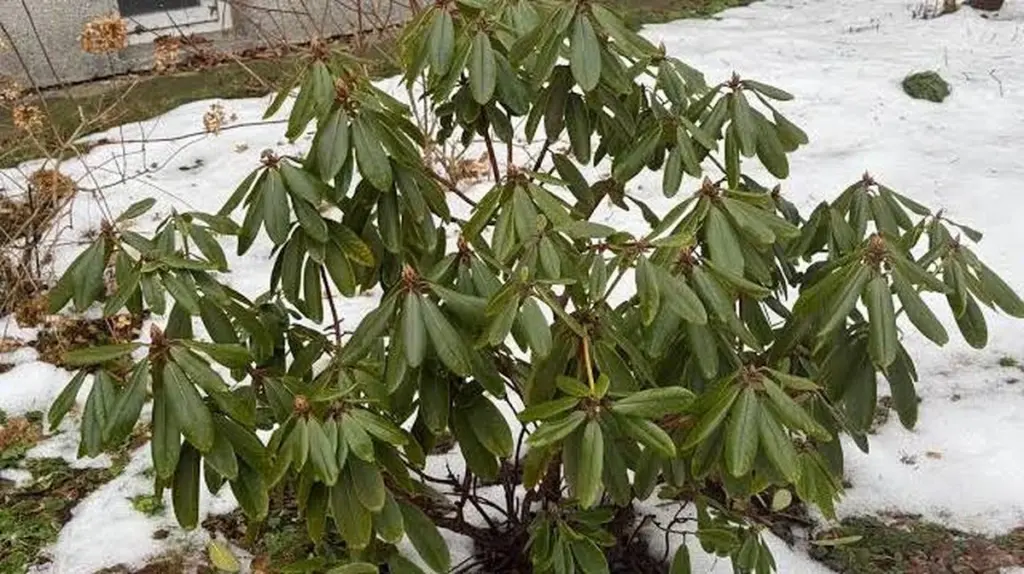 Dlaczego doświadczeni ogrodnicy przycinają rododendrony właśnie na przełomie marca i kwietnia