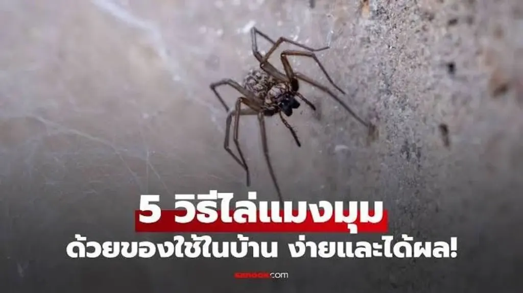 Dlaczego doświadczone gospodynie kładą laski cynamonu na parapetach