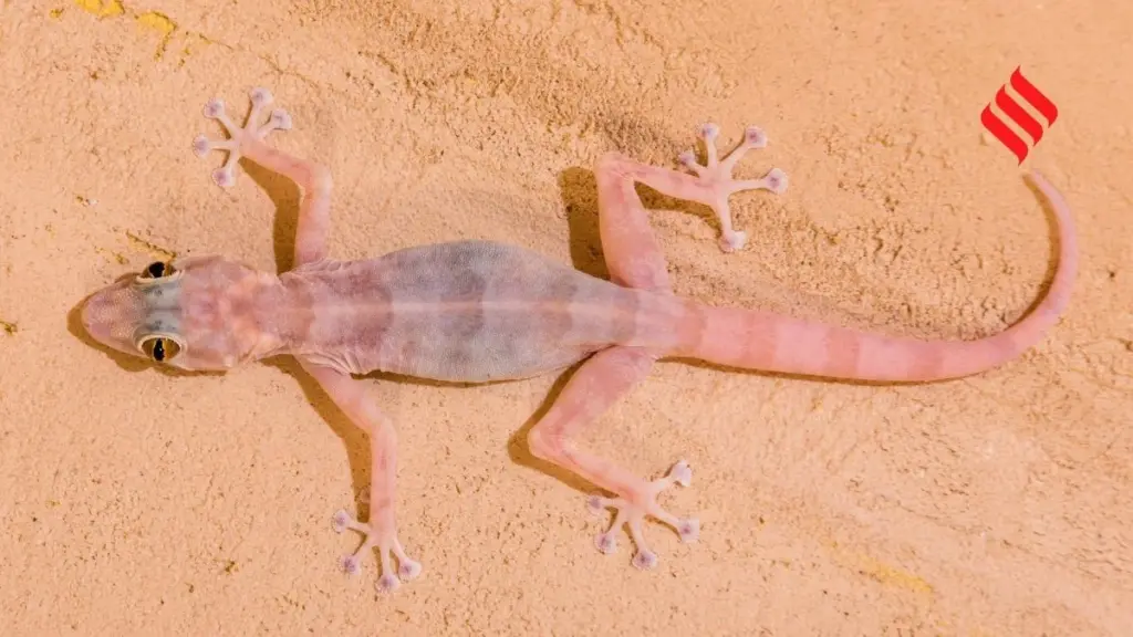 Dlaczego doświadczone gospodynie kładą skorupki jajek przy oknie