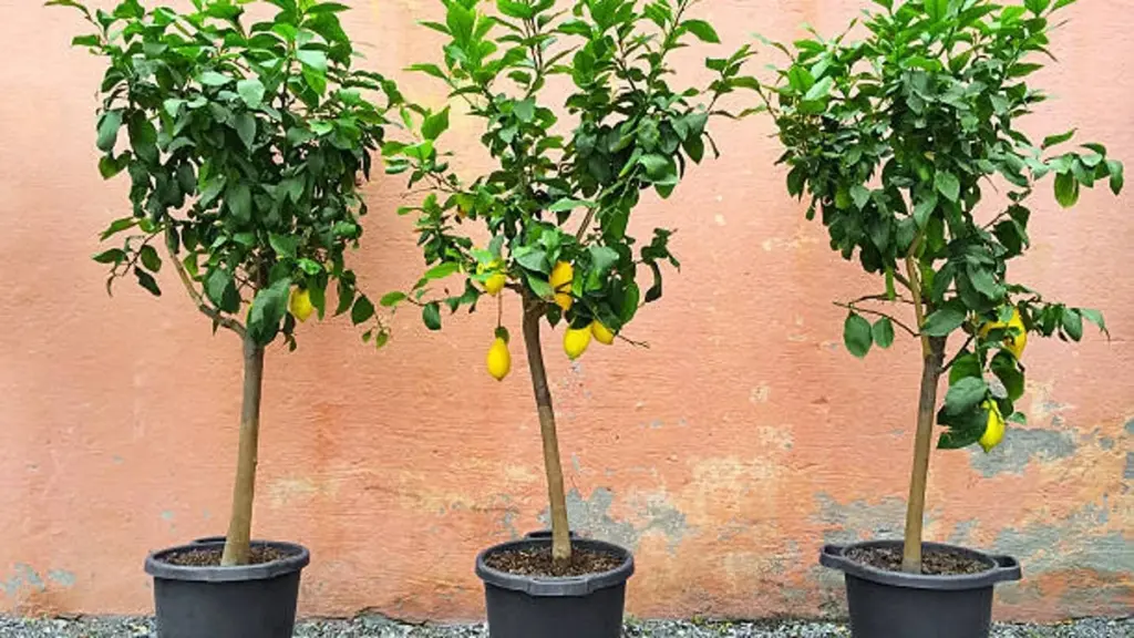 Dlaczego doświadczeni ogrodnicy stawiają doniczkę z cytryną przy południowej ścianie