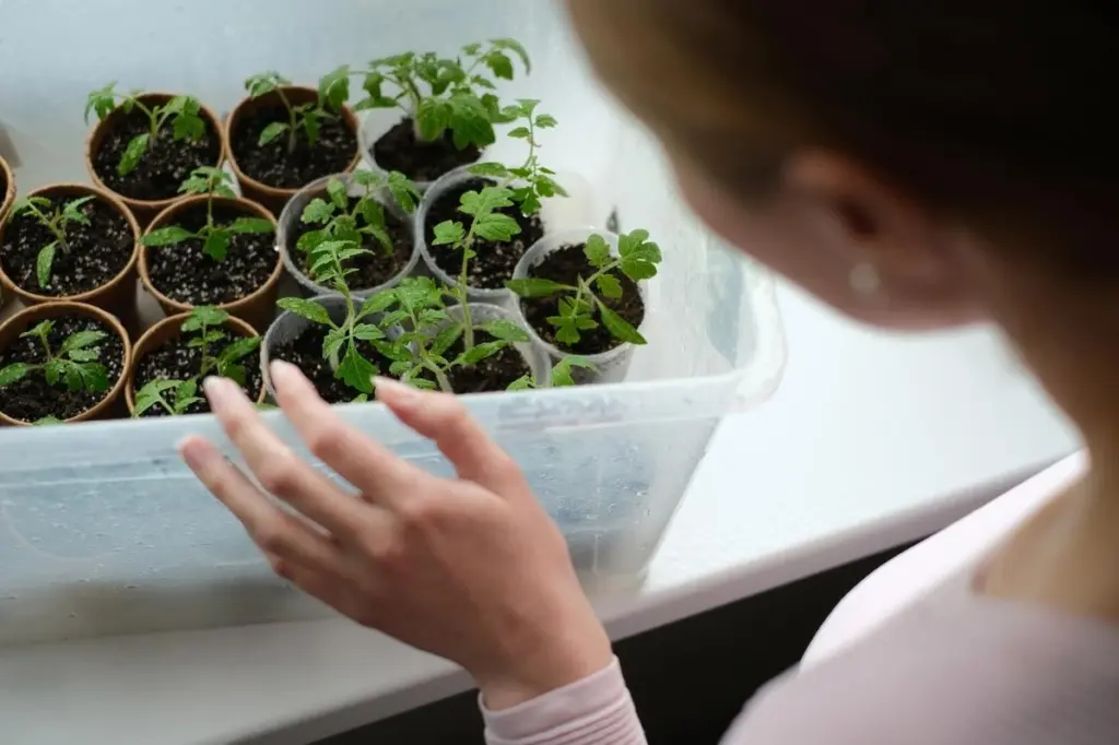 Dlaczego doświadczeni ogrodnicy zakładają plastikowe pudełka na siewki