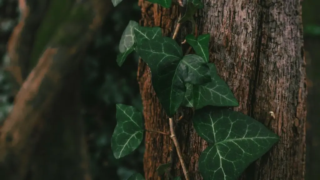 Dlaczego doświadczeni ogrodnicy przestali usuwać bluszcz z pni drzew