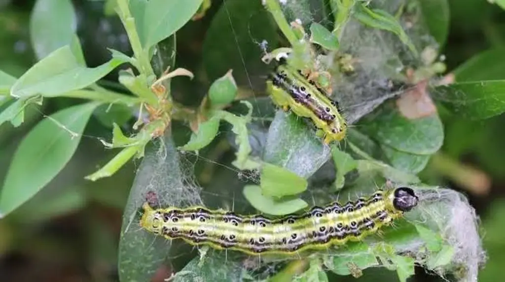 Dlaczego doświadczeni ogrodnicy posypują bukszpany mąką pszenną