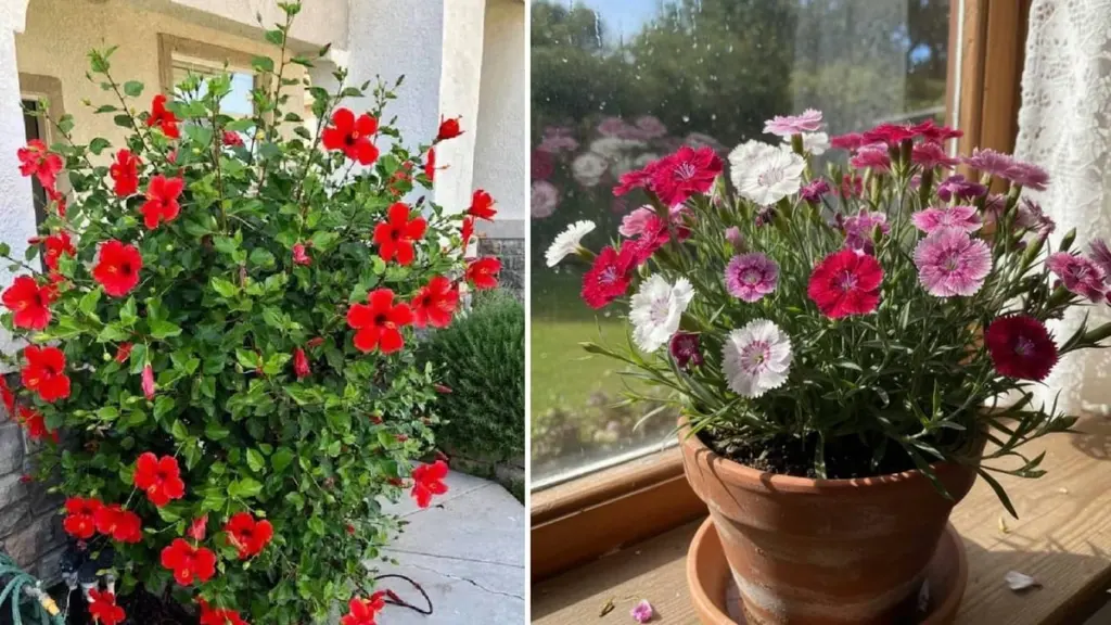 Dlaczego doświadczeni ogrodnicy sadzą te 7 zagranicznych kwiatów zamiast pelargonii