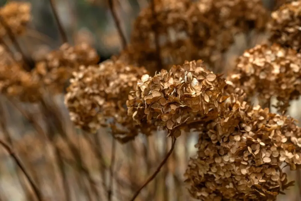 Dlaczego doświadczeni ogrodnicy czekają z przycinaniem hortensji do marca