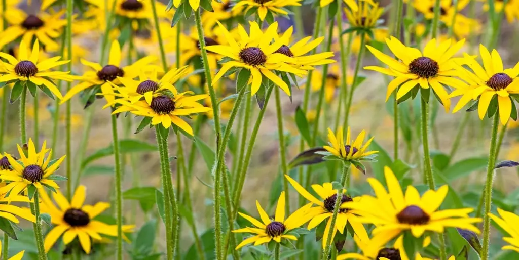 Dlaczego doświadczeni ogrodnicy sadzą te 6 roślin właśnie w marcu