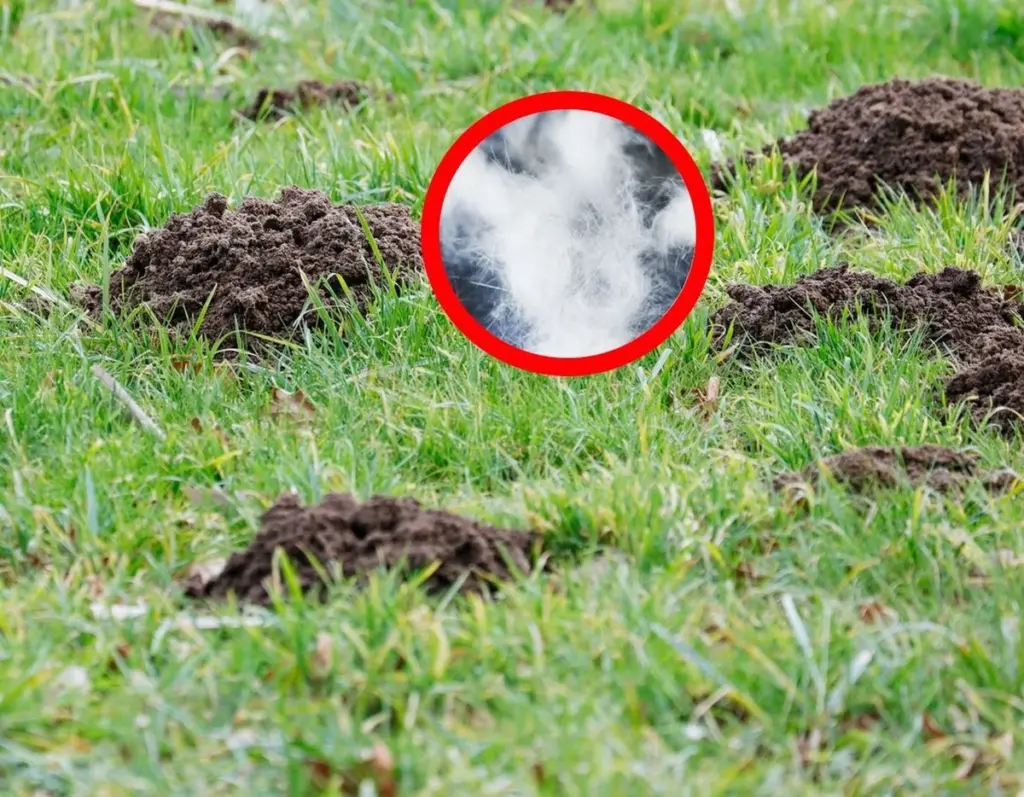 Dlaczego doświadczeni polscy ogrodnicy wkładają psią sierść do krecich kopców