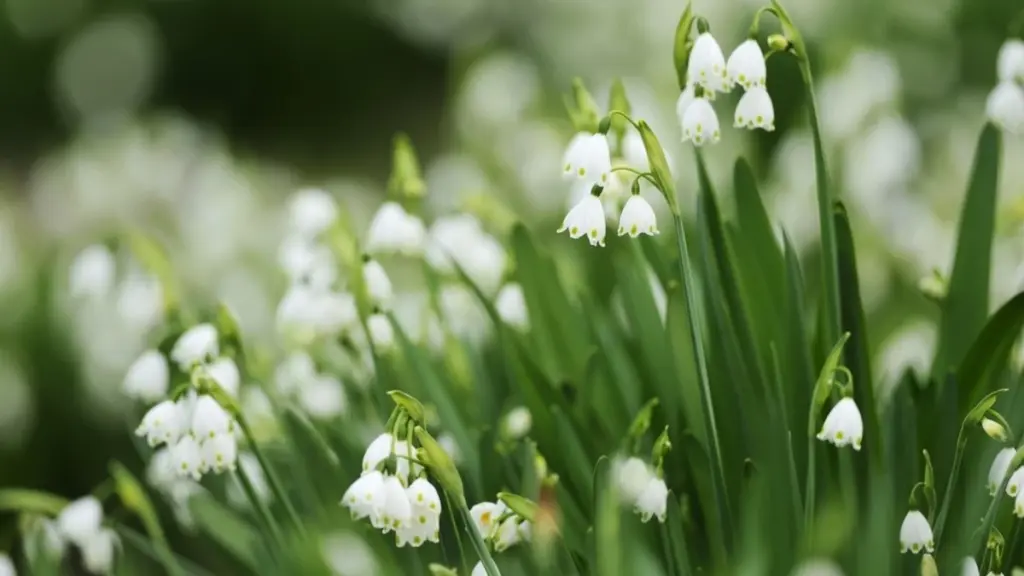 Dlaczego doświadczeni ogrodnicy omijają te trzy popularne byliny