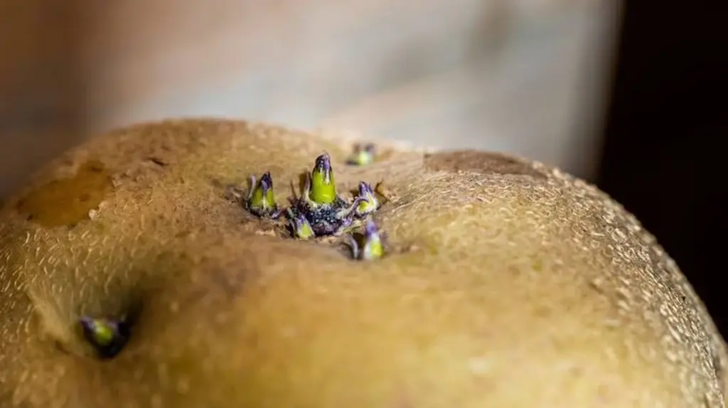 Dlaczego doświadczeni ogrodnicy trzymają w lutym wytłoczki po jajkach na kuchennym parapecie