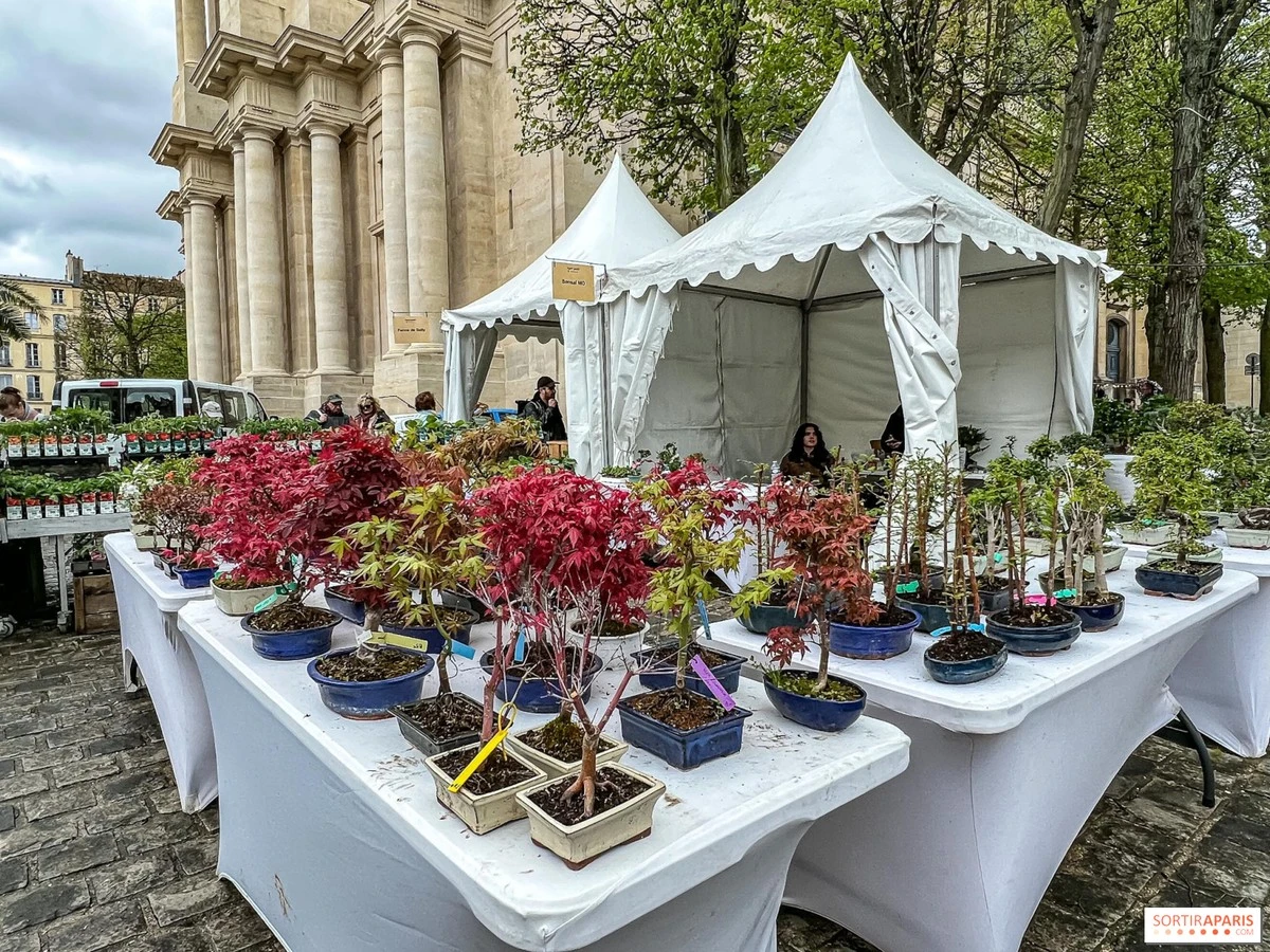 Dlaczego doświadczeni ogrodnicy jadą do Wersalu właśnie 25 kwietnia - image 1