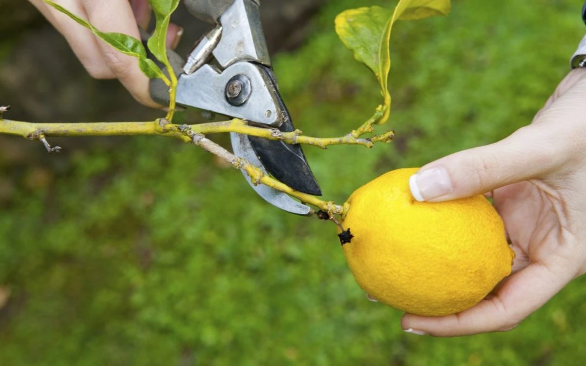 Dlaczego doświadczeni ogrodnicy nigdy nie odrywają cytryn ręką - image 1