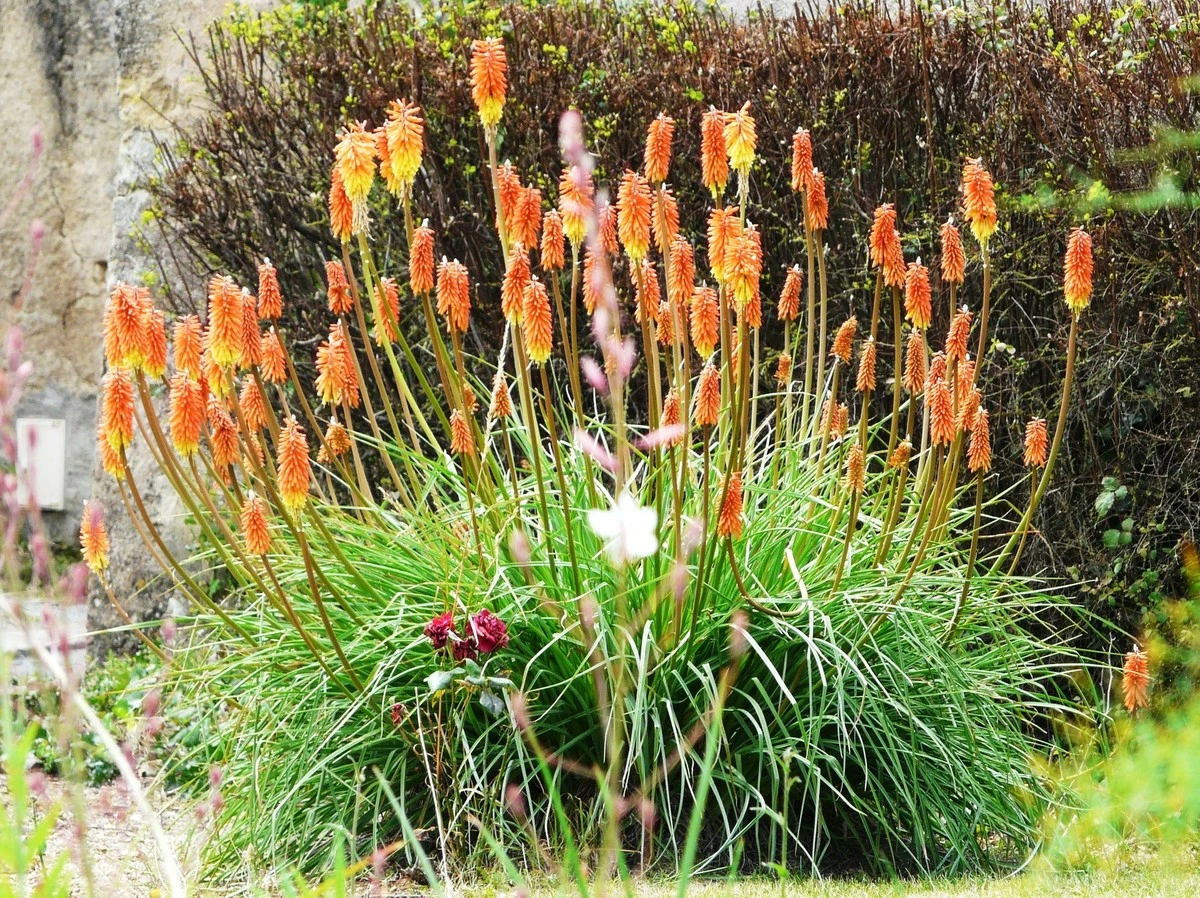 Dlaczego doświadczeni ogrodnicy sadzą knifofię przy ścieżkach do domu - image 1