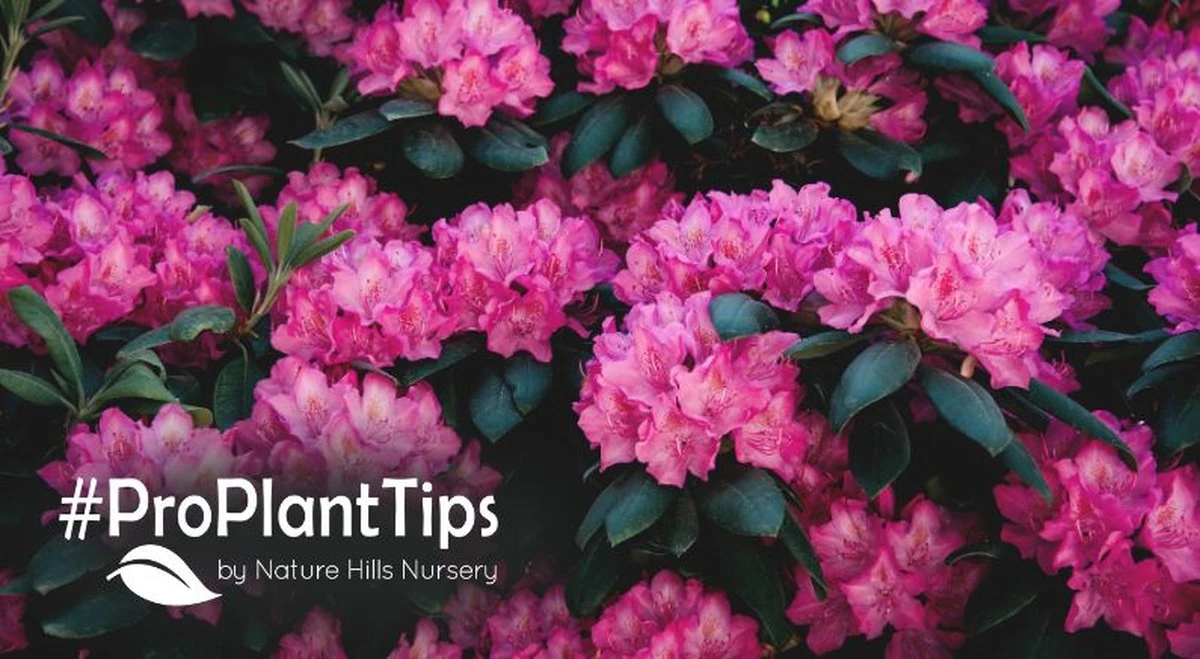 Dlaczego doświadczeni ogrodnicy przycinają rododendrony właśnie na przełomie marca i kwietnia - image 1