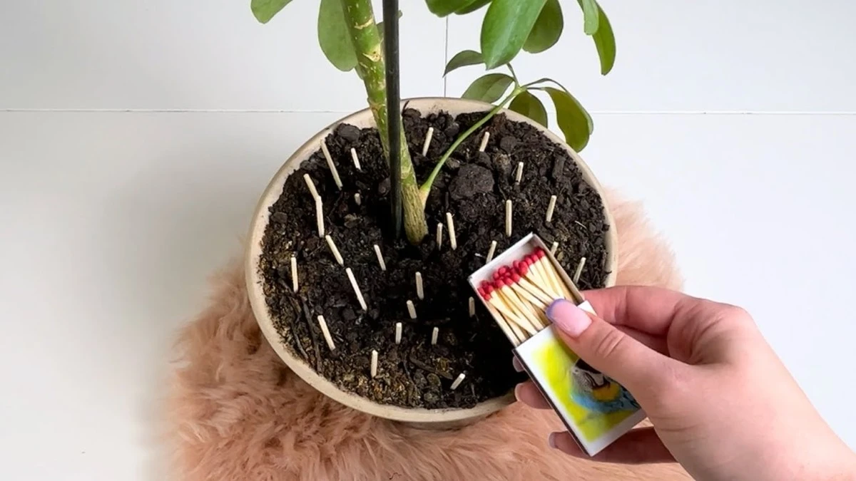 Dlaczego doświadczeni hodowcy roślin wbijają zapałki do doniczek - image 1