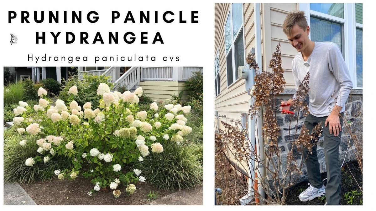 Dlaczego doświadczeni ogrodnicy przycinają hortensje bukietowe właśnie w marcu - image 1