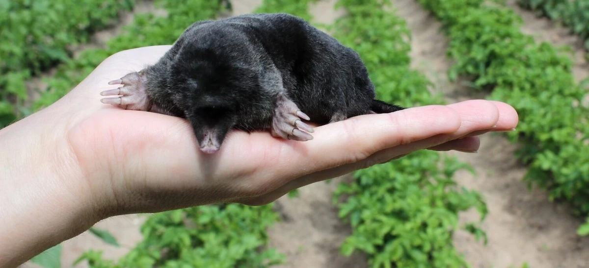 Dlaczego doświadczeni polscy ogrodnicy wkładają psią sierść do krecich kopców - image 1
