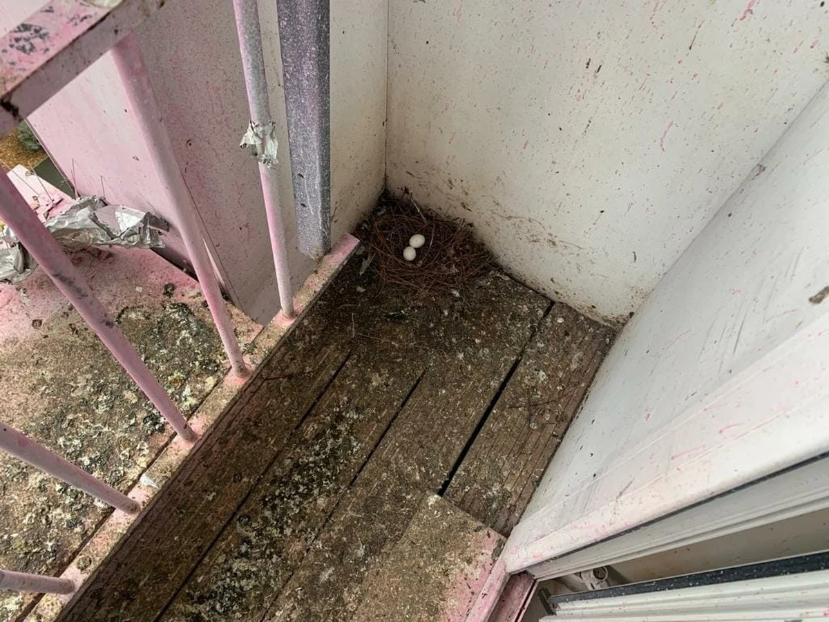 Dlaczego doświadczeni mieszkańcy miast wieszają stare płyty CD na balkonie - image 1