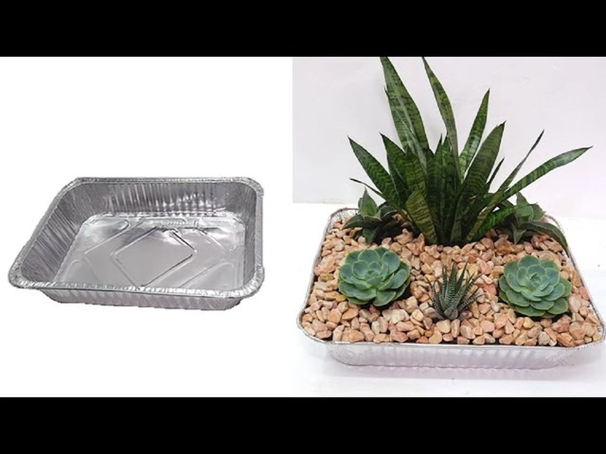 Dlaczego doświadczeni ogrodnicy owijają doniczki sansewierii folią aluminiową - image 1