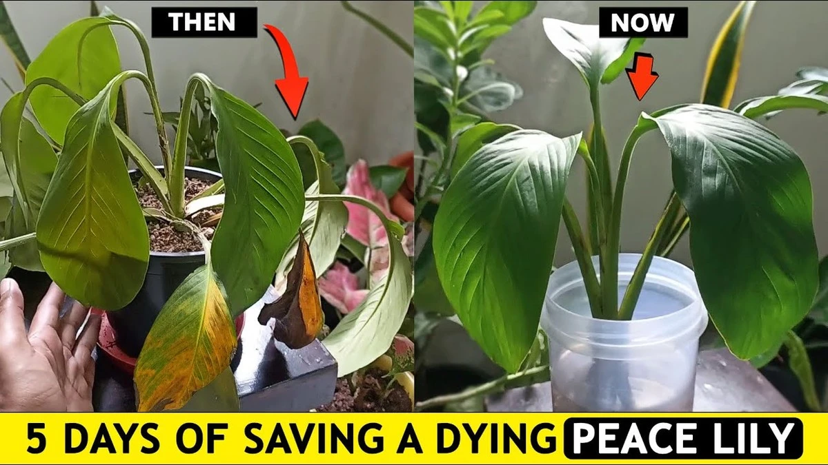 Dlaczego doświadczeni ogrodnicy zawsze wkładają gąbkę na dno doniczki ze skrzydłokwiatem - image 1