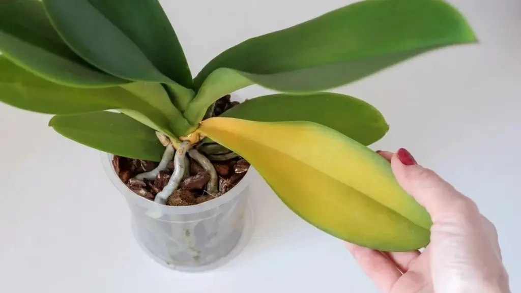 Dlaczego liście orchidei żółkną? Ukryty powód w Twojej kuchni