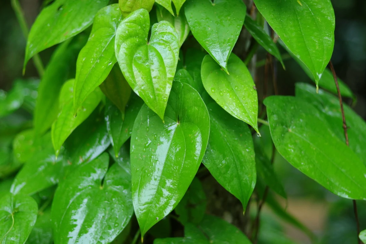 Dlaczego liść magahi pan pęka jak szkło i jest najdroższym przysmakiem w Azji - image 1
