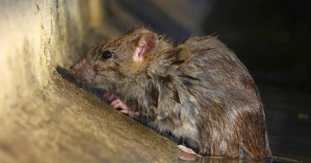 Dlaczego mieszkańcy Neuss płacą fortunę za walkę ze szczurami w kanałach