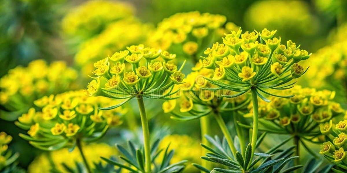 Dlaczego nigdy nie należy kosić tego chwastu z białymi kwiatami - image 1