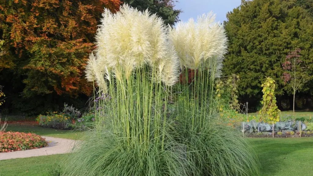 Dlaczego popularna trawa pampasowa trafiła na listę roślin zakazanych w polskich ogrodach