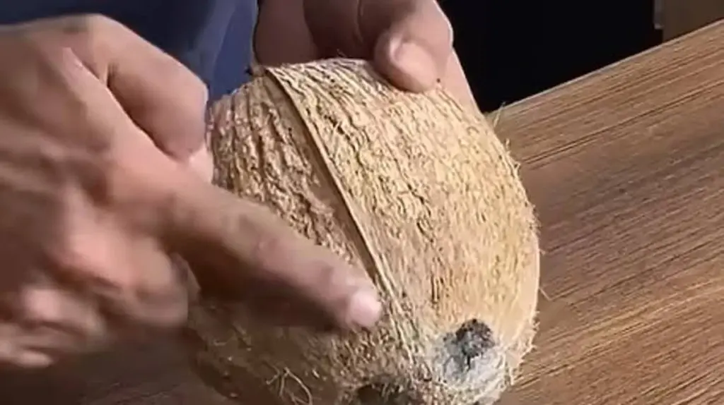 Dlaczego profesjonalni kucharze zawsze podgrzewają kokos przed jego rozbiciem