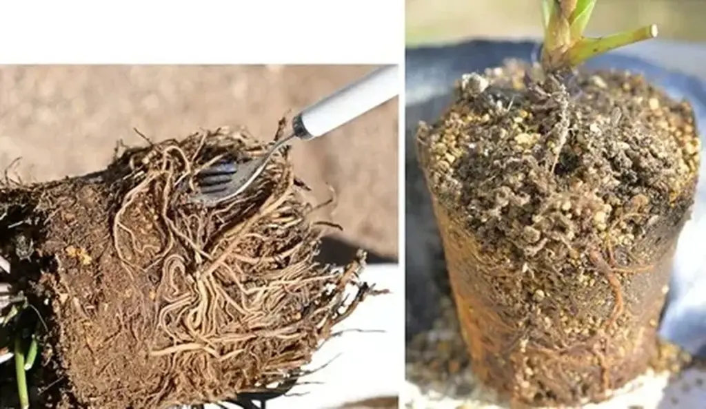 Dlaczego profesjonalni hodowcy używają widelca do przesadzania ciemierników