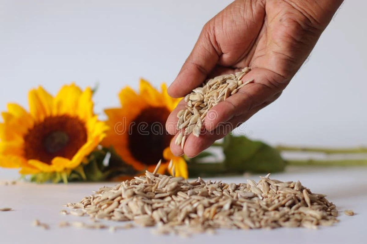 Dlaczego profesjonalni ogrodnicy coraz częściej rozrzucają nasiona bez żadnego planu - image 1