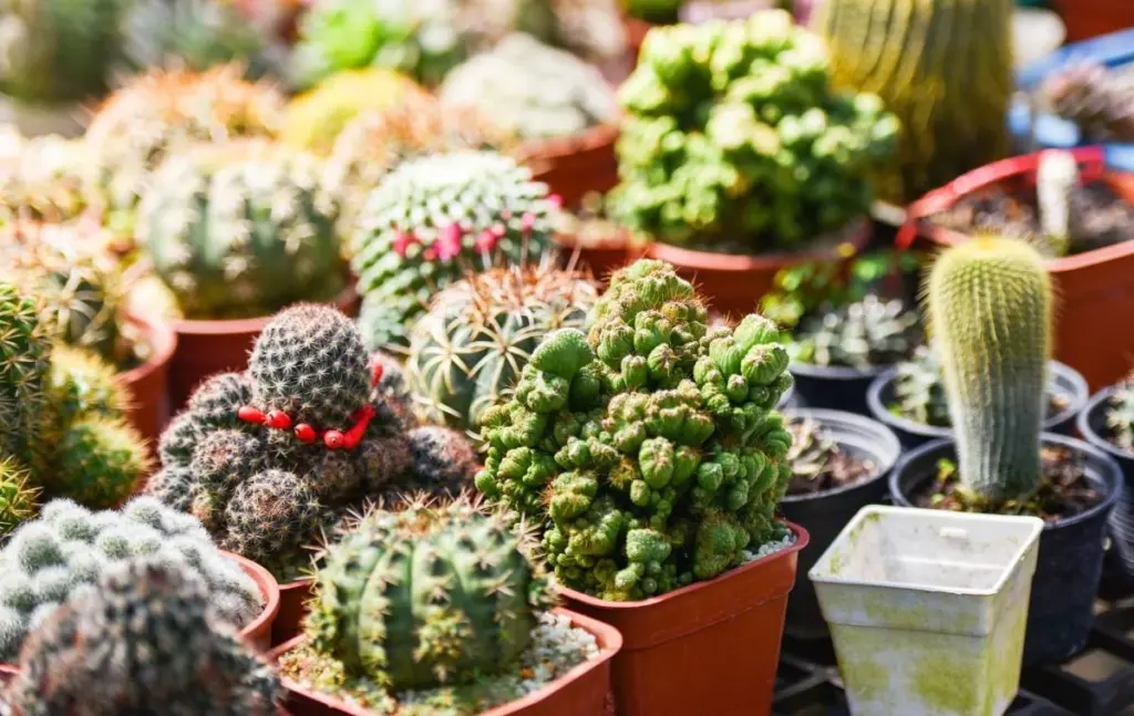 Dlaczego tysiące miłośników roślin jadą w marcu do Turynu