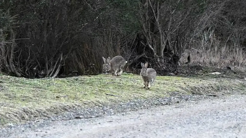 Dlaczego władze Casey wydają 80 000 dolarów na walkę z dzikimi zwierzętami