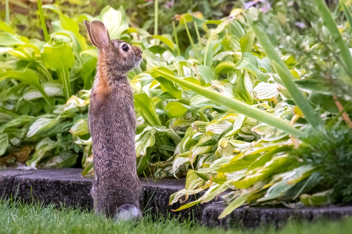 Dlaczego władze Casey wydają 80 000 dolarów na walkę z dzikimi zwierzętami - image 1