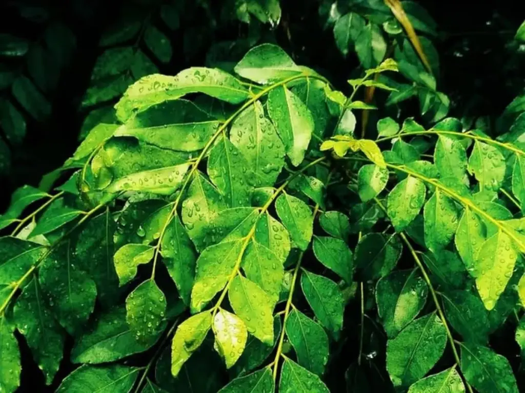 Dlaczego warto podlewać curry kwaśną maślanką zamiast samej wody