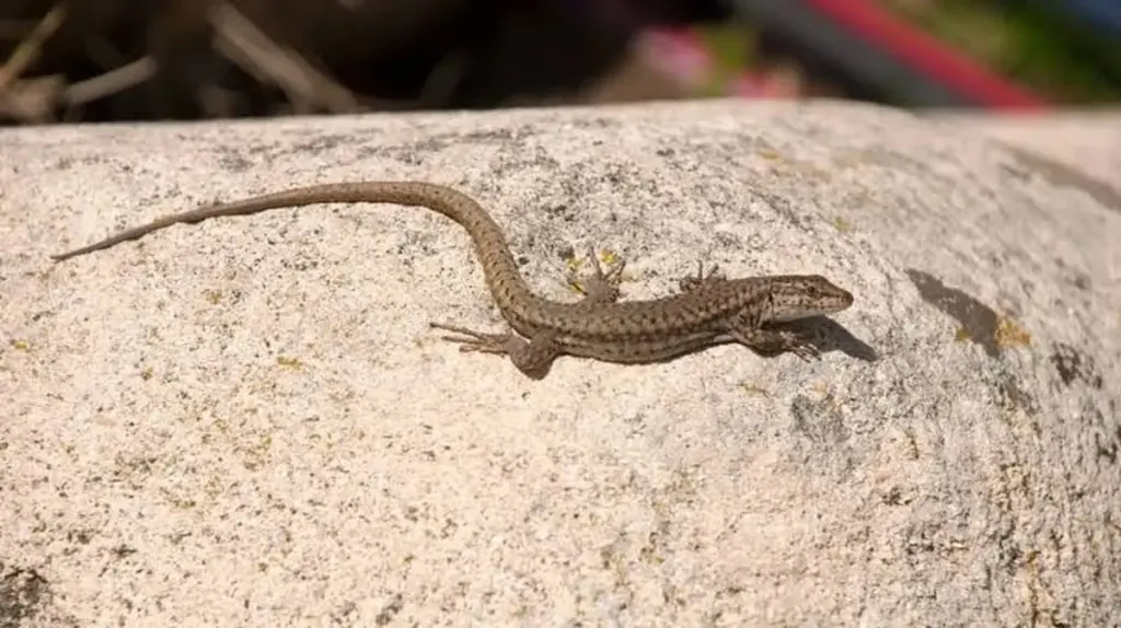 Dlaczego warto pozwolić jaszczurce zostać na ścianie w salonie