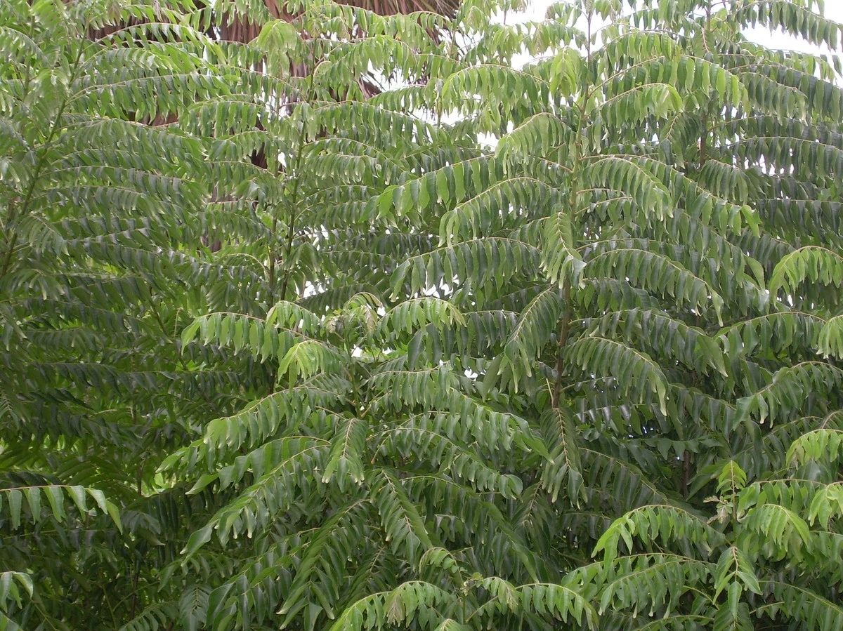 Dlaczego warto podlewać curry kwaśną maślanką zamiast samej wody - image 1