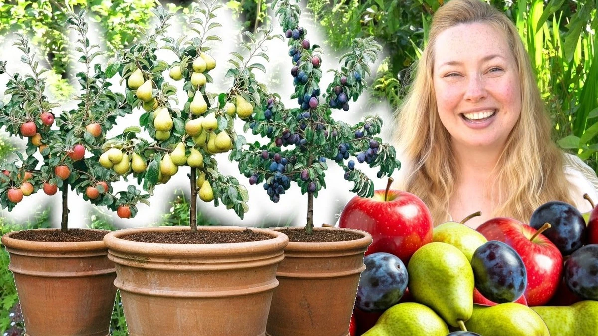 Dlaczego warto trzymać doniczkę z cytryną na słonecznym parapecie - image 1