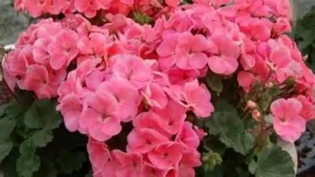 Dlaczego warto włożyć trzy sadzonki pelargonii do jednej doniczki