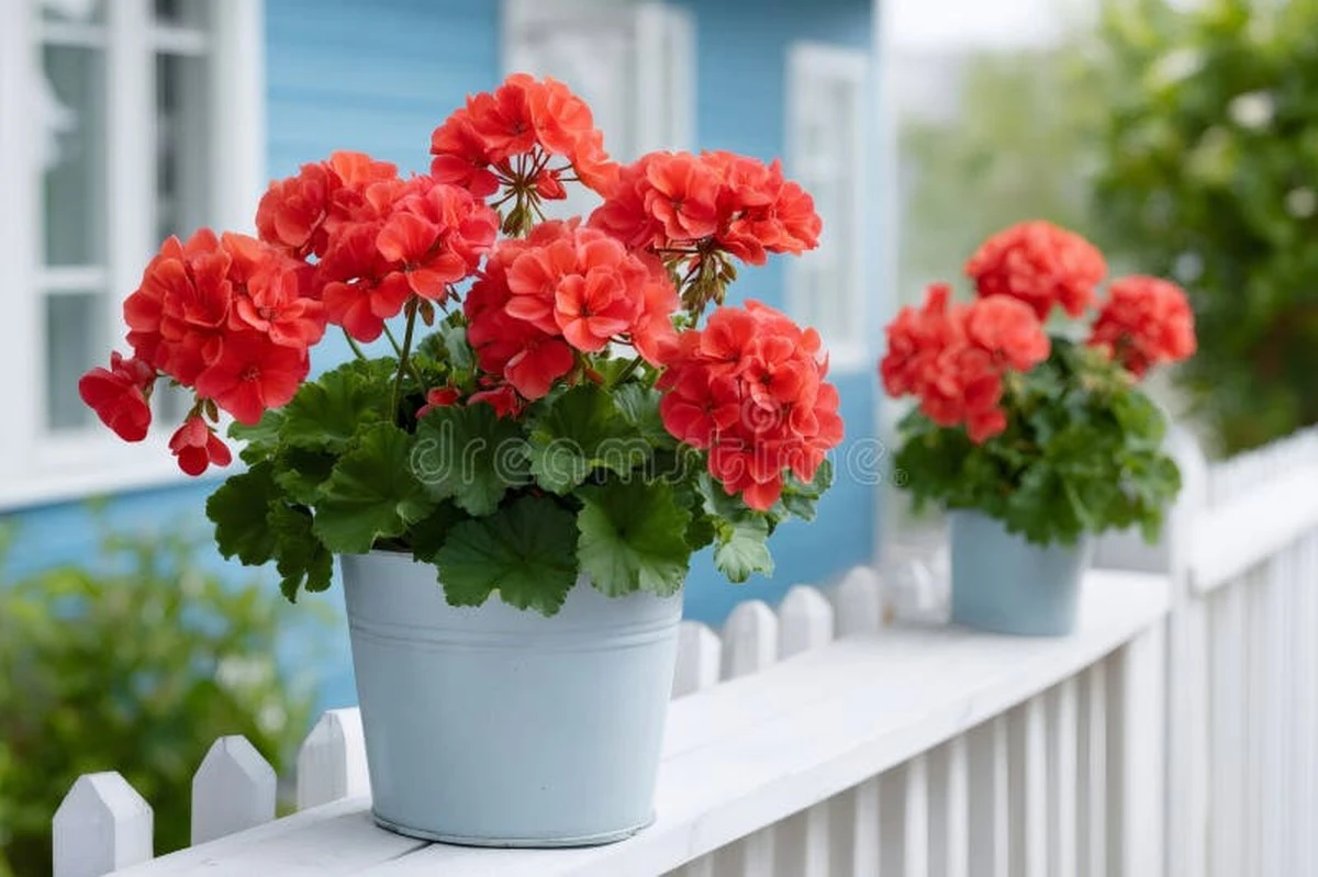 Dlaczego warto włożyć trzy sadzonki pelargonii do jednej doniczki - image 1