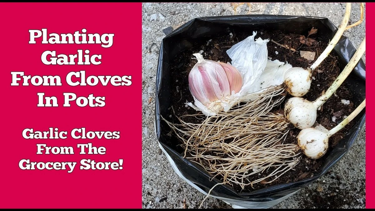 Dlaczego warto włożyć czosnek z marketu do lodówki przed sadzeniem - image 1